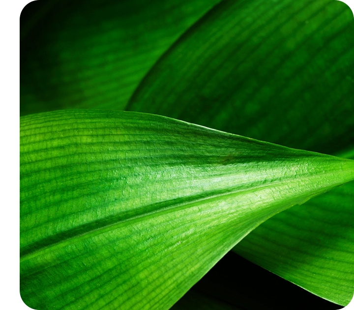 Green leaves are overlapped, showing tiny details including leaf vein clearly.