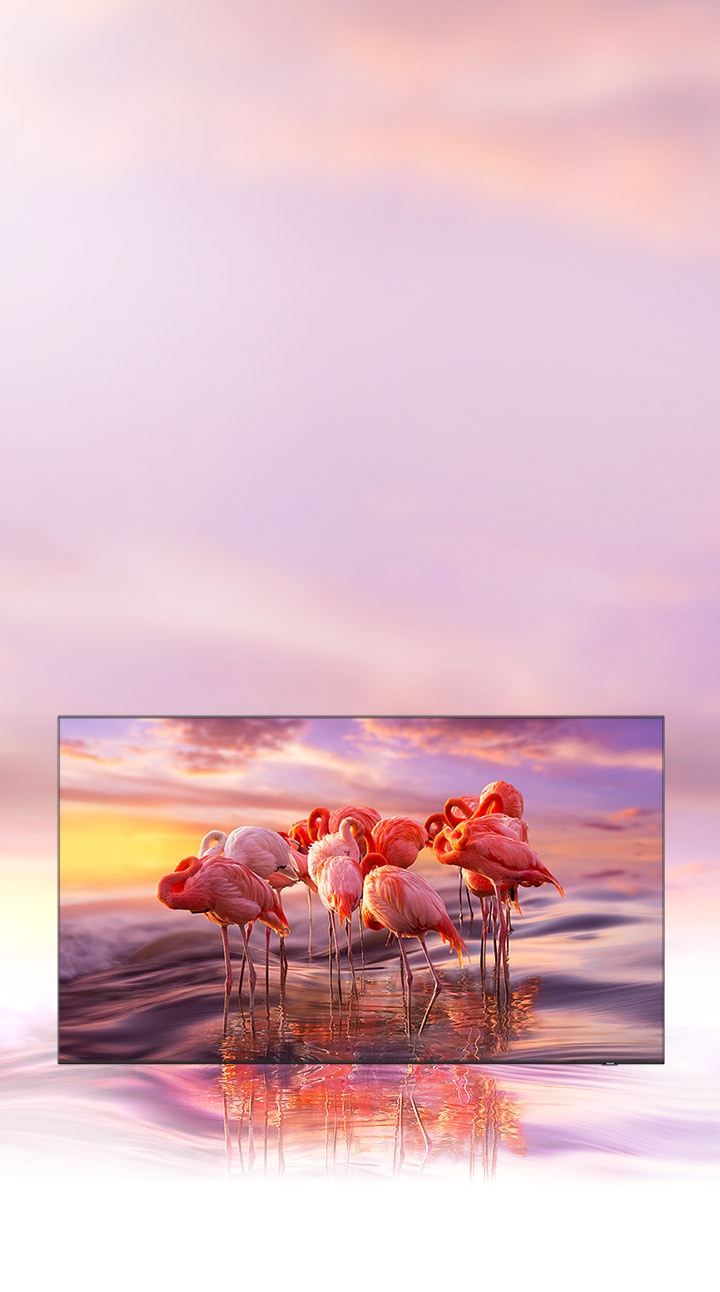 QLED TV displays an intricately colored image of flamingos to demonstrate  color shading brilliance of Quantum Dot technology.