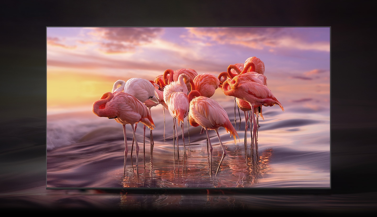 A QLED TV displays a group of flamingos in the water that are depicted in dull color.