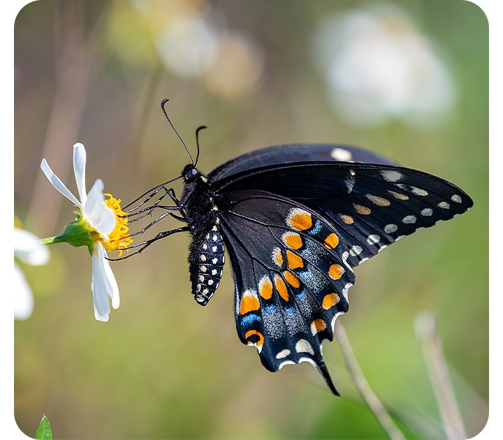 A butterfly sits on a white daisy in bloom. It is in sharp focus against a background of leaves and flowers that is softly blurred.