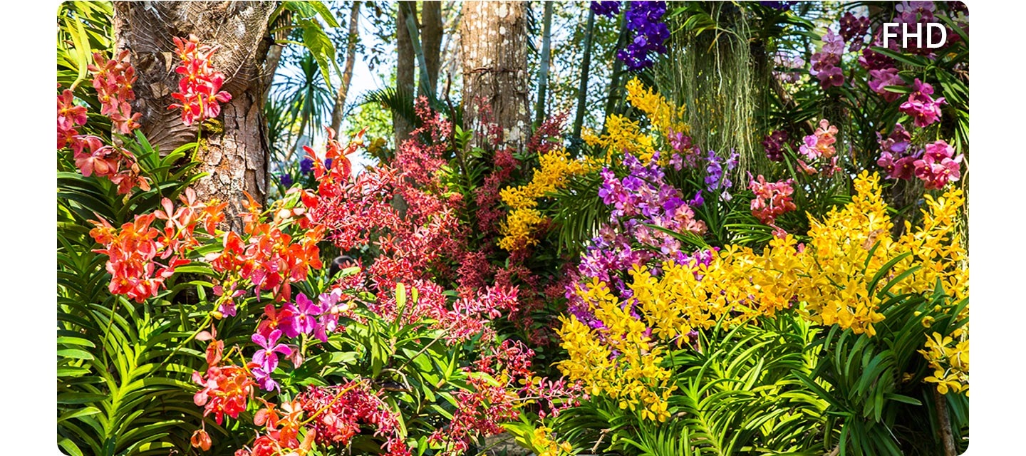 A colorful scene of plants and flowers is shown in vivid clarity on an FHD screen.