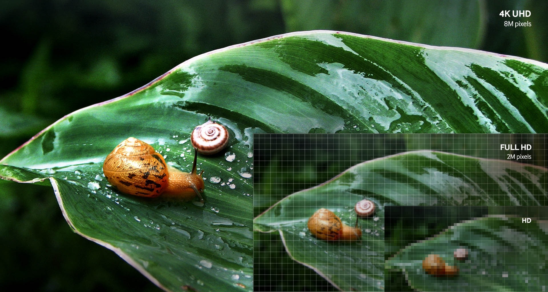 TV 화면에 잎사귀 위에 달팽이의 모습이 확대되어 보입니다. 3개의 화면으로 분할되어 우측 하단부터 HD, FULL HD, 4K UHD 화질로 점점 선명한 화면으로 보입니다.