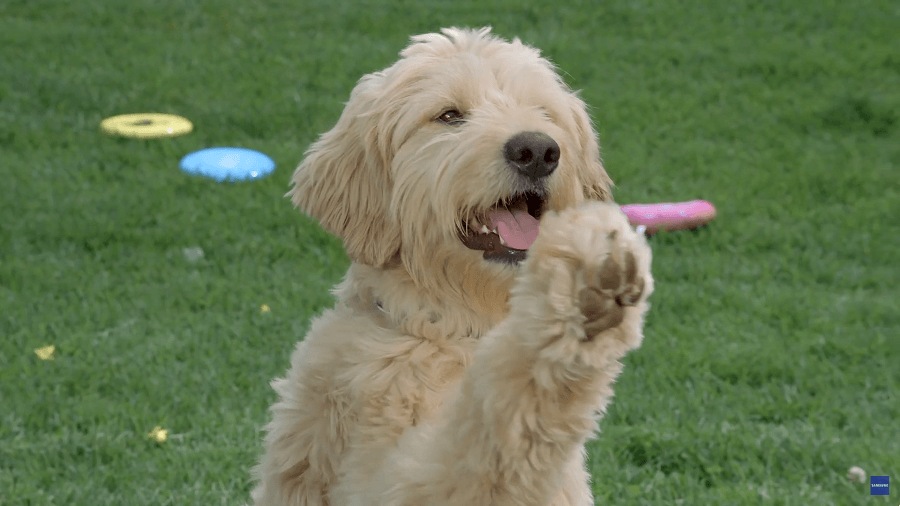 Samsung QLED 8K TV Q800T đang hiển thị hình ảnh diễn viên ba lê với độ phân giải chân thực 8K