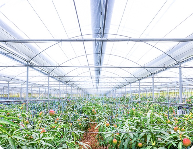 제주입니다 애플망고&감귤 농장 전경 이미지