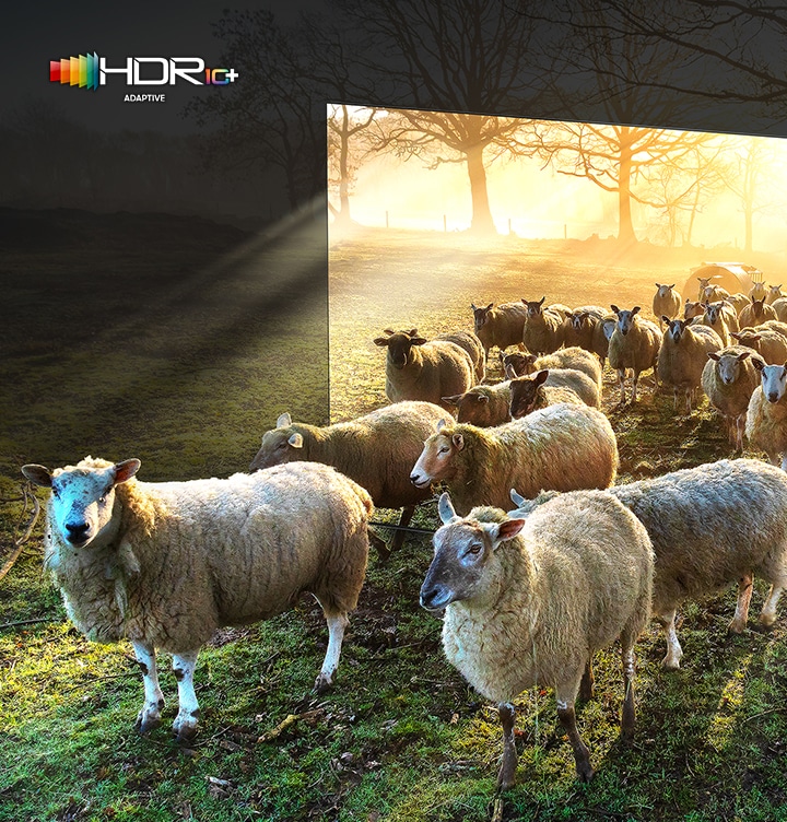 TV 온스크린에서 양들이 나오는 이미지가 있습니다. 우하단에는 HDR10+ 로고가 있습니다.