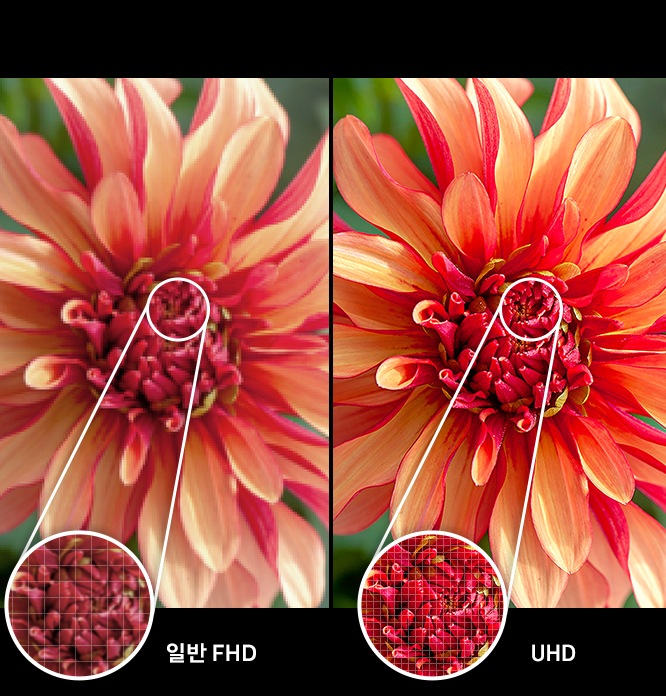 TV 배젤안에 화려한 꽃이 보입니다. 좌 : 일반 FHD 화면의 꽃 이미지는 흐릿하고 선명하지 않게 보입니다. 우 : UHD 화면의 꽃 이미지는 맑고 선명하게 보입니다.