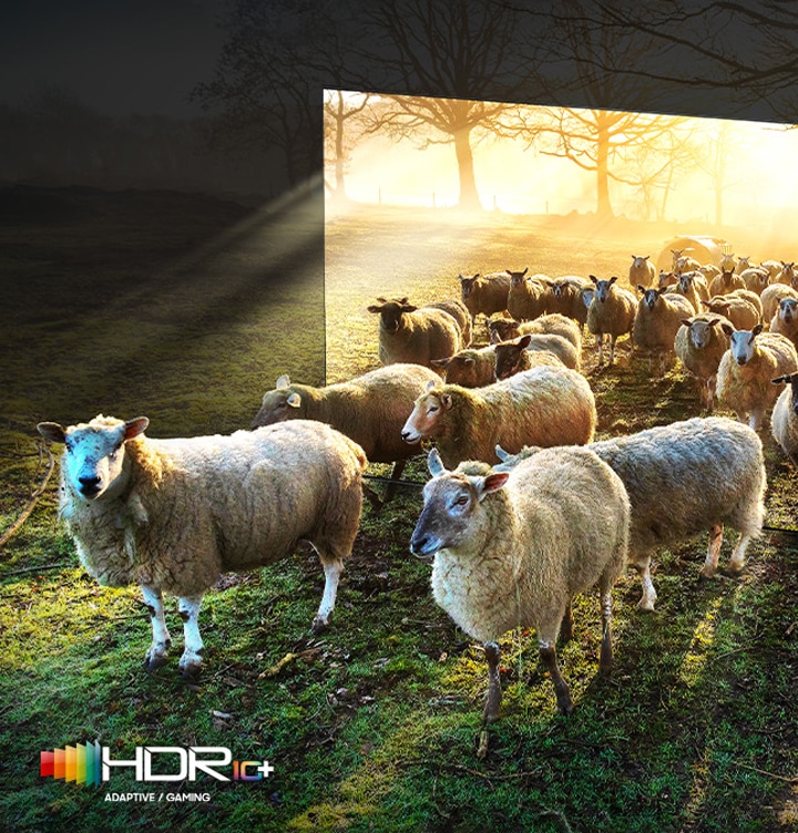 TV 화면에서 양들이 나오는 이미지를 보여줍니다. 좌측 상단에는 HDR 1+ 로고가 있습니다.
