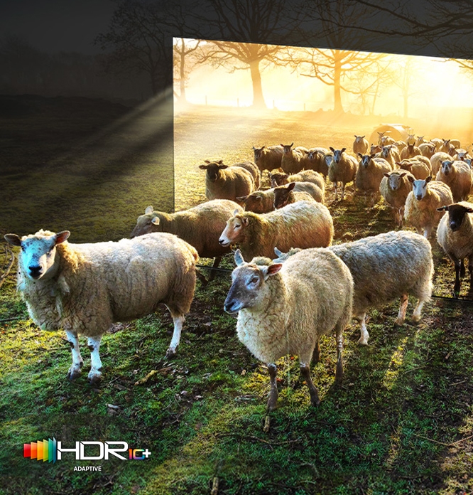 좌측 이미지는 TV 화면에서 양들이 나오는 이미지를 보여줍니다. 좌측 상단에는 HDR 10+ 로고가 있습니다.
