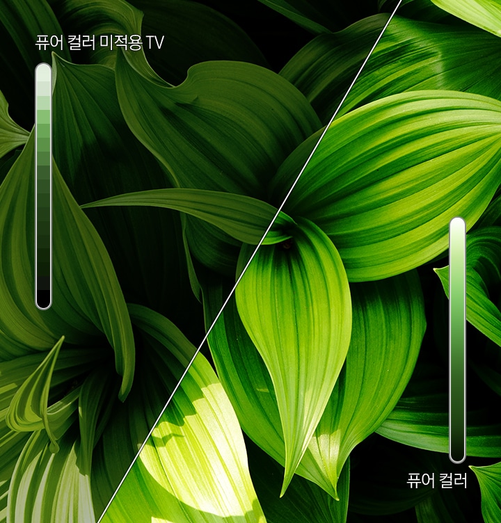 TV 베젤 안 녹색 식물이 보입니다. 좌 : 퓨어 컬러 미적용된 TV로 이미지가 어둡게 보입니다. 우 : 퓨어 컬러가 적용된 TV로 색상이 밝고 또렷하게 보입니다.