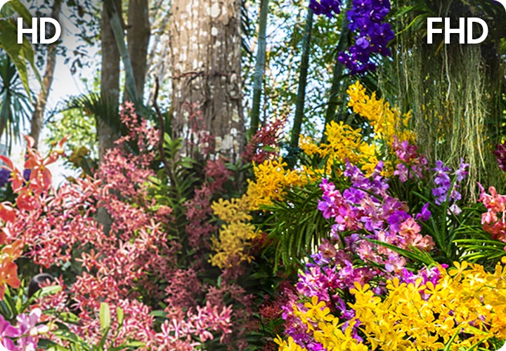 나무와 꽃이 보입니다. 왼쪽은 HD 해상도이며 오른쪽보다 화질이 흐릿합니다. 오른쪽은 FHD 해상도이며 왼쪽보다 선명한 화질입니다.
