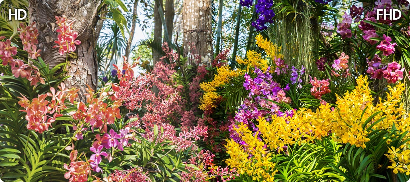 나무와 꽃이 보입니다. 왼쪽은 HD 해상도이며 오른쪽보다 화질이 흐릿합니다. 오른쪽은 FHD 해상도이며 왼쪽보다 선명한 화질입니다.