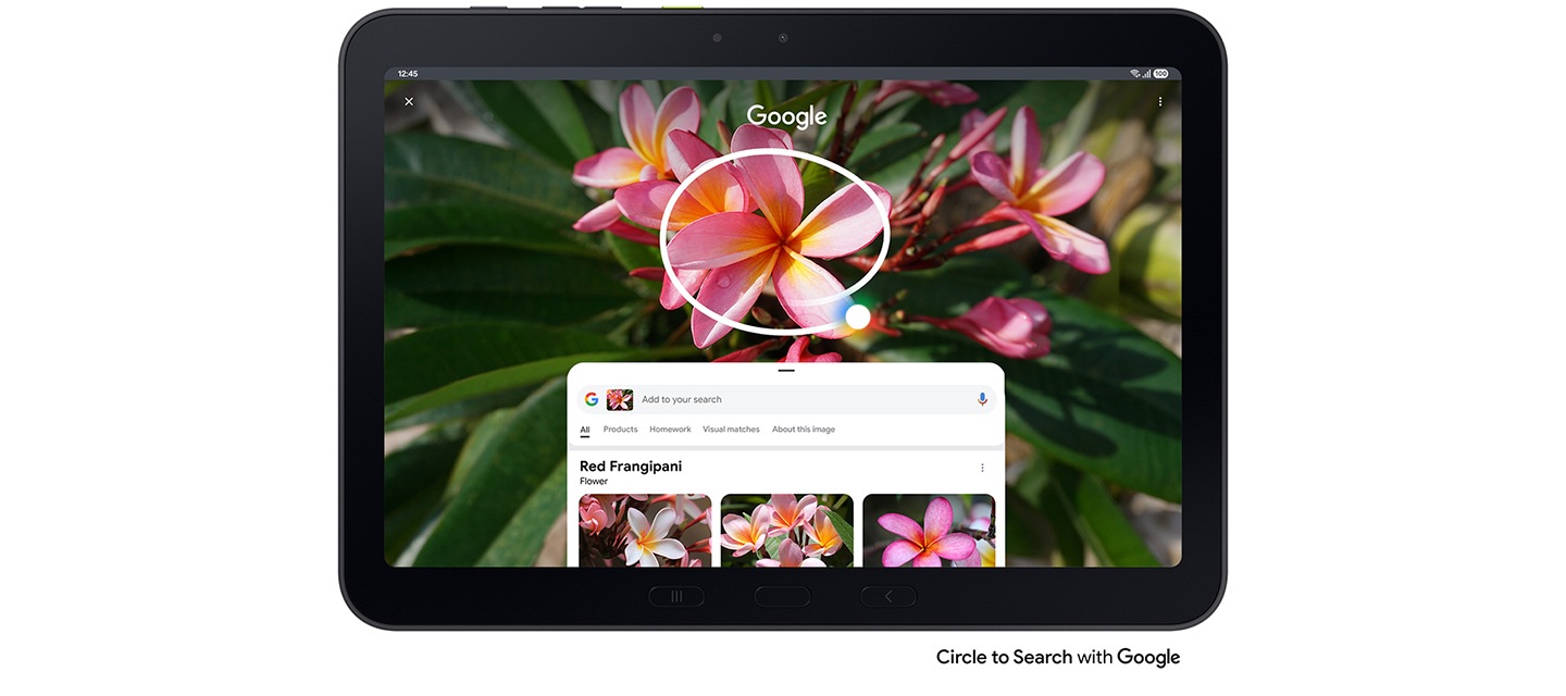 갤럭시 탭 액티브5 프로에서 구글 검색을 위해 화면 속 빨간색 꽃에 동그라미를 치는 모습입니다. 구글 검색 결과에는 레드 프랜지파니 꽃에 대한 정보가 나타납니다.