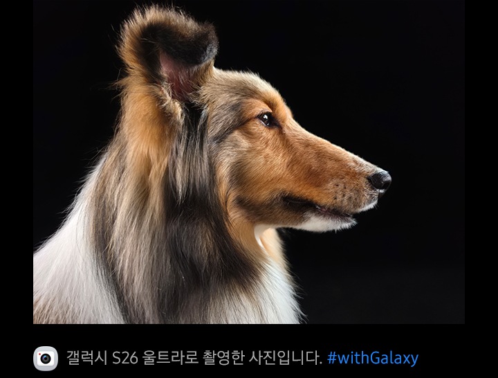 갤럭시 S26 울트라의 200MP 카메라로 촬영한 강아지 사진이 있습니다. 질감과 디테일이 실물처럼 유지됩니다.