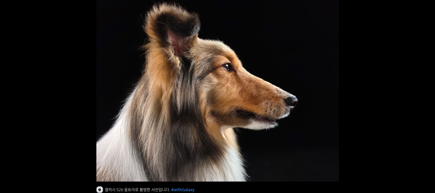갤럭시 S26 울트라의 200MP 카메라로 촬영한 강아지 사진이 있습니다. 질감과 디테일이 실물처럼 유지됩니다.