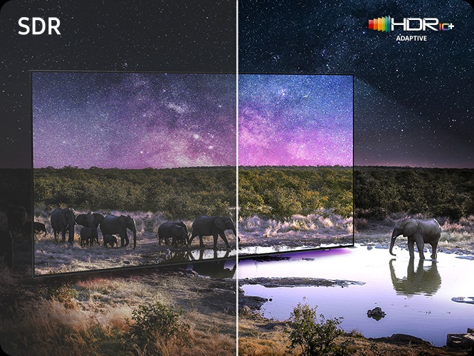TV 화면 속에서는 코끼리가 보입니다. 왼쪽 상단에는 SDR 문구가 오른쪽 상단에는 HDR10+ 로고가 보입니다.