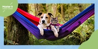 좌측 상단에 'Master It. 크리에이터 클래스'이라고 적혔습니다. 숲속 해먹에서 개와 고양이가 껴안고 있는 이미지입니다.