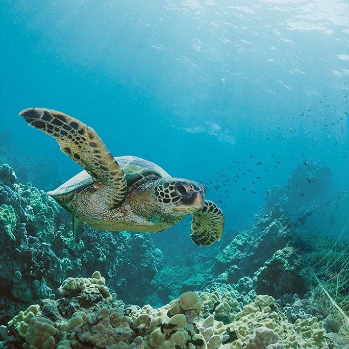 당신의 스마트폰이 바다를 보호하는 방법