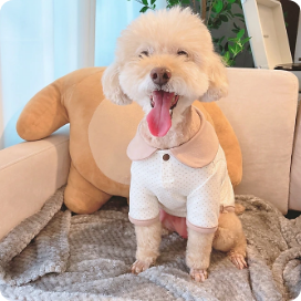 강아지 오가닉 카라티