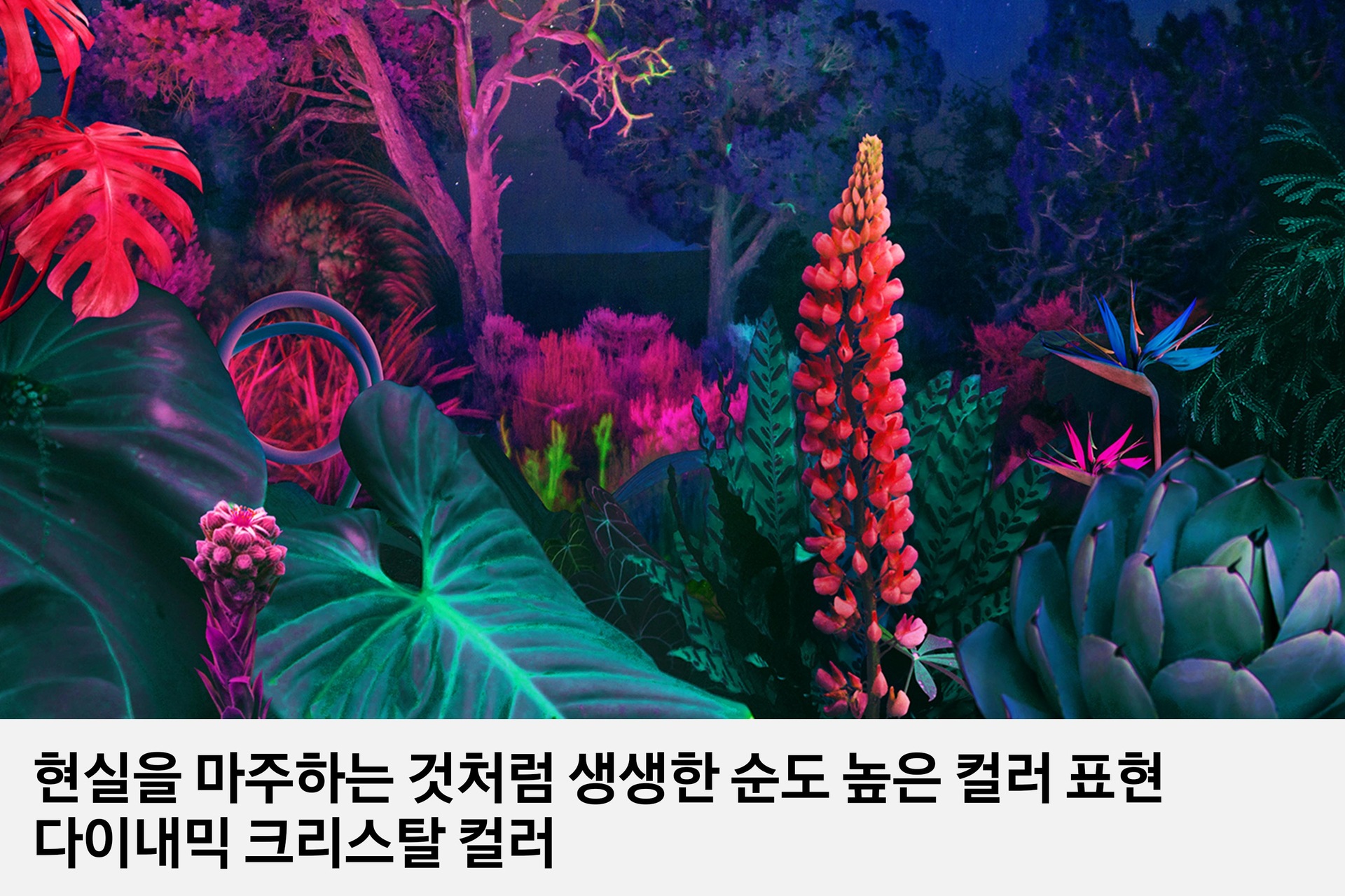 현실을 마주하는 것처럼 생생한 순도 높은 컬러표현 다이내믹 크리스탈 컬러 텍스트가 보입니다. 위쪽으로는 선명한 색감의 식물들의 이미지가 보입니다.