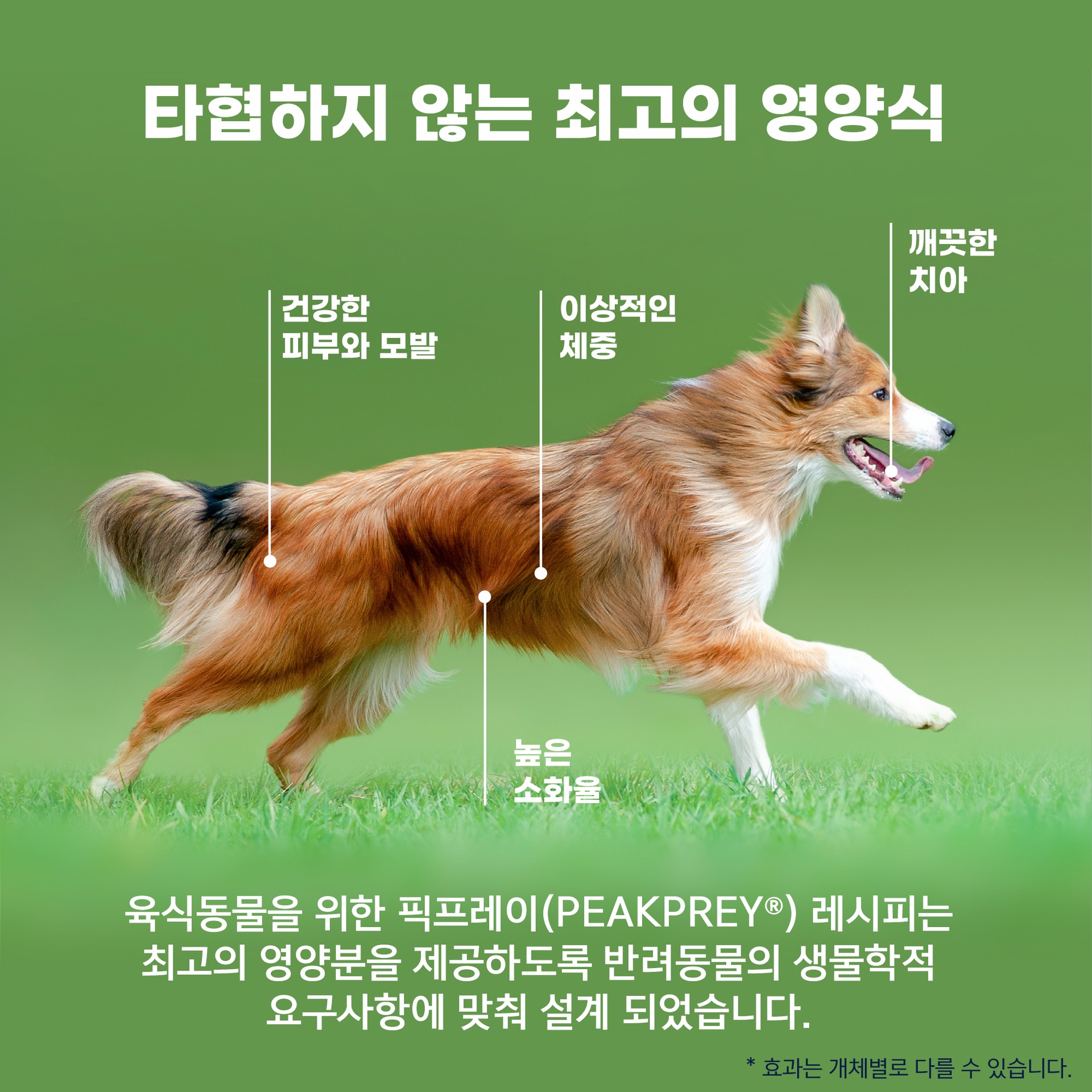 달려가는 강아지 4번째 이미지