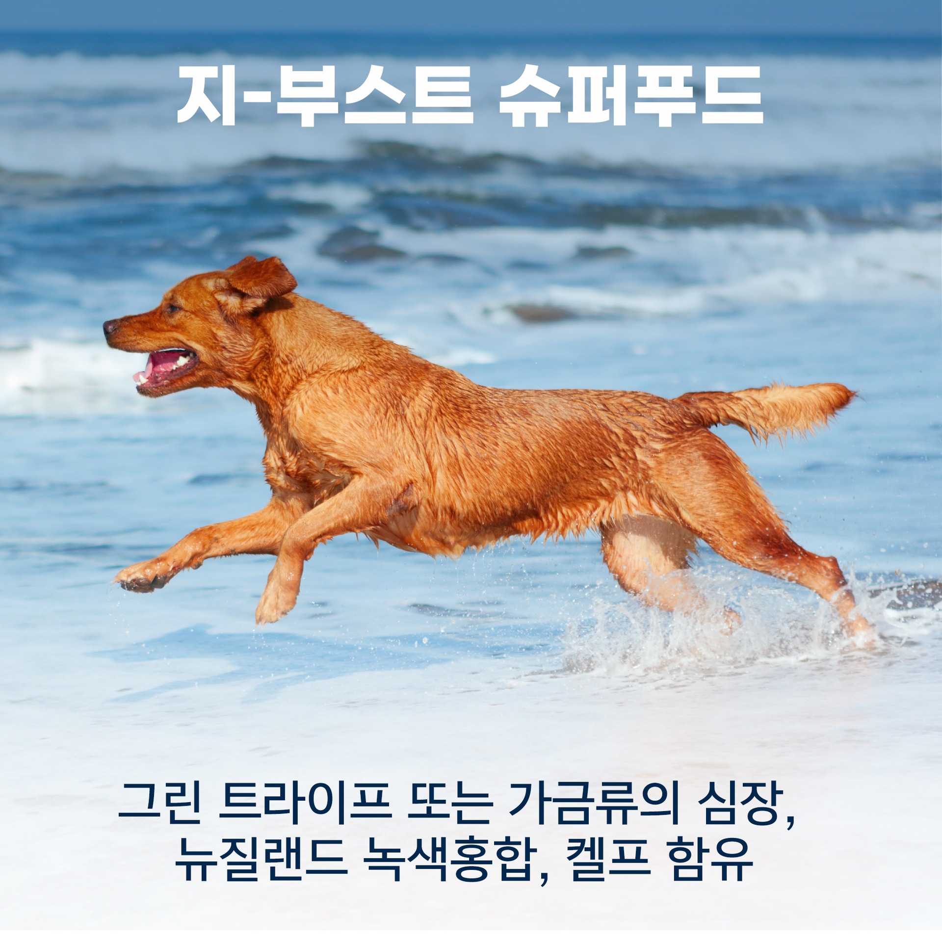 바닷가를 달리는 강아지 5번째 이미지