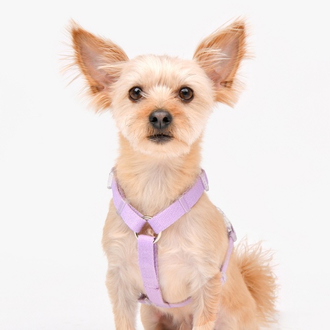 올치 푸딩 H 하네스 3번째 이미지