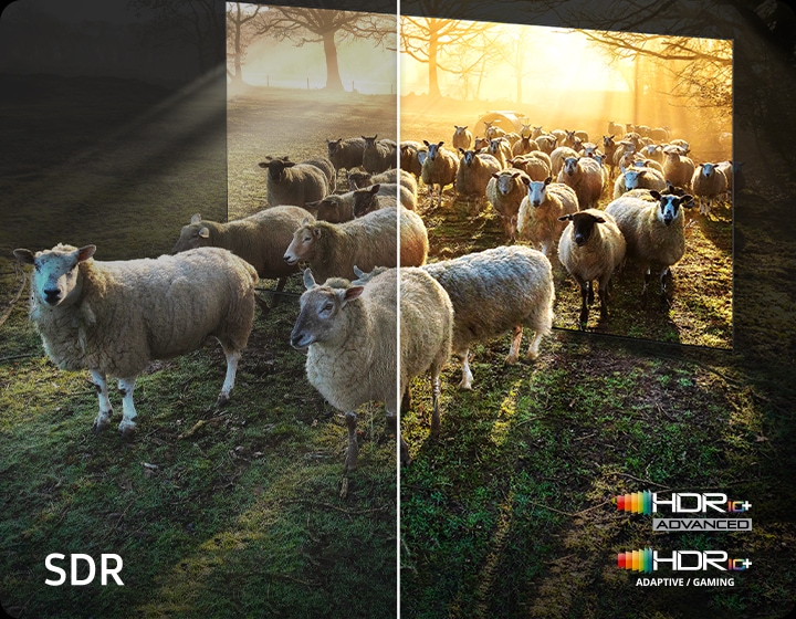 TV 화면에서 양들이 나오는 이미지를 보여줍니다. 왼쪽 하단에는 SDR 문구가 오른쪽 하단에는 HDR10+ 로고가 보입니다.