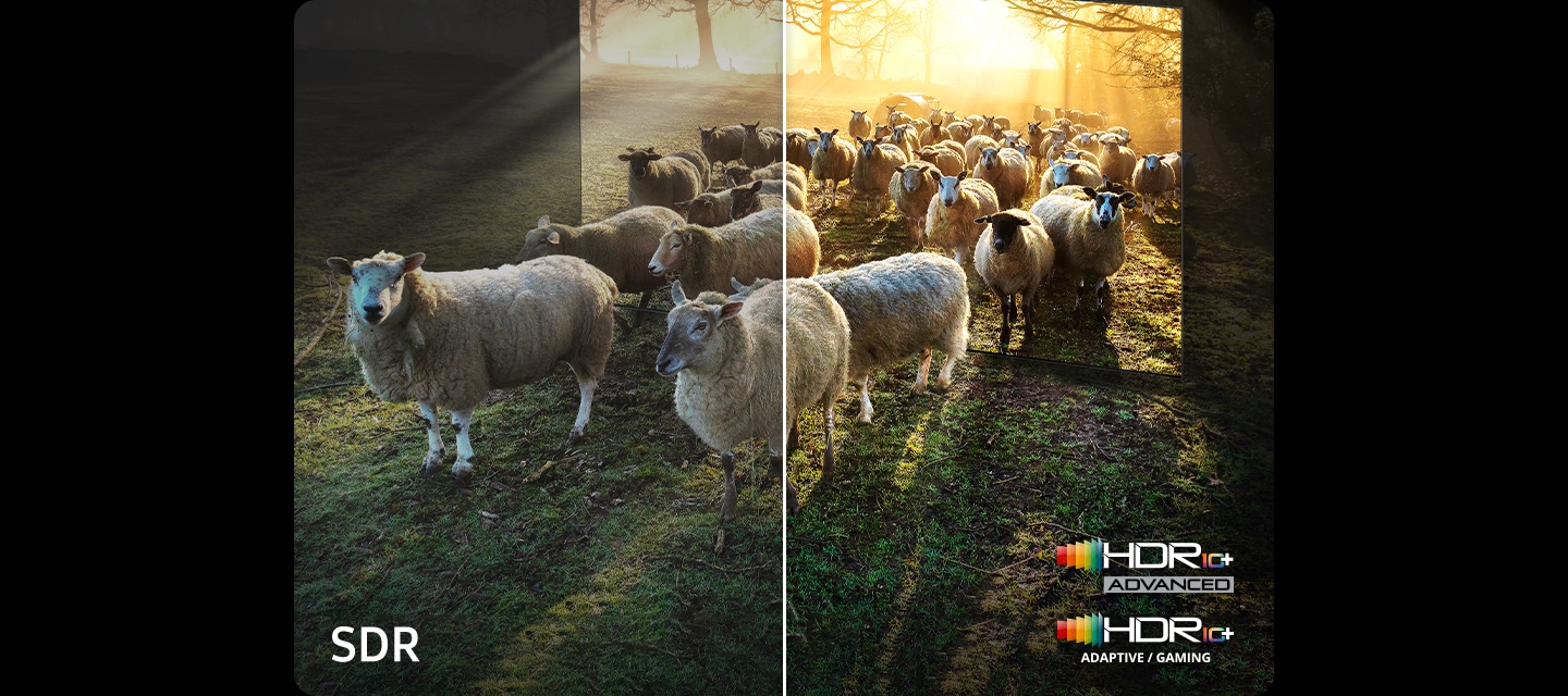 TV 화면에서 양들이 나오는 이미지를 보여줍니다. 왼쪽 하단에는 SDR 문구가 오른쪽 하단에는 HDR10+ 로고가 보입니다.