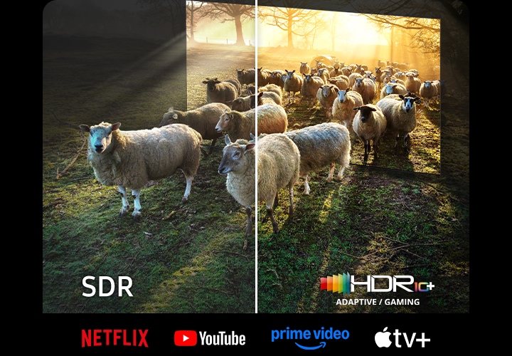 TV 화면에서 양들이 나오는 이미지를 보여줍니다. 왼쪽 하단에는 SDR 문구가 오른쪽 하단에는 HDR10+ 로고가 보입니다. 이미지 하단에는 NETFLIX, YouTube, prime video, Apple tv 로고가 보입니다.