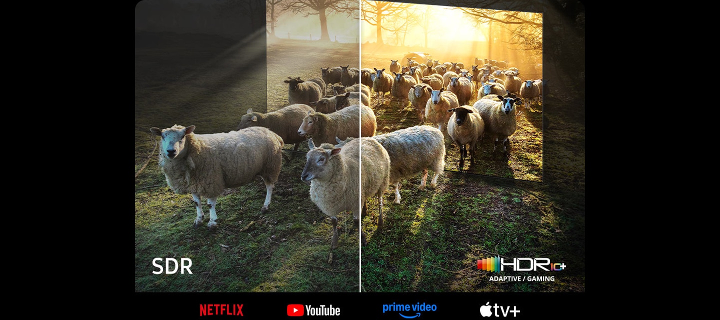 TV 화면에서 양들이 나오는 이미지를 보여줍니다. 왼쪽 하단에는 SDR 문구가 오른쪽 하단에는 HDR10+ 로고가 보입니다. 이미지 하단에는 NETFLIX, YouTube, prime video, Apple tv 로고가 보입니다.