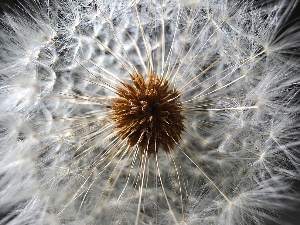 Macro close up of a matured dandelion. The flower's seeds are clear and detailed.