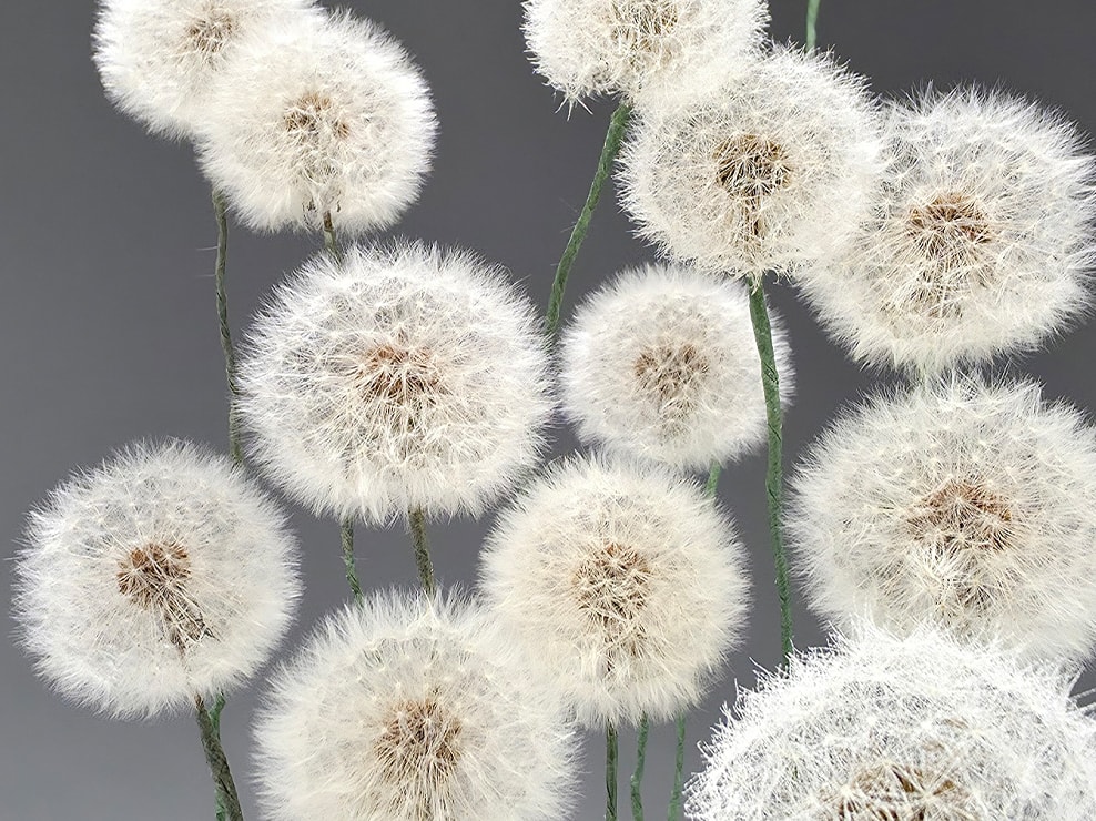 Ultra wide photo of matured dandelions. The flower's seeds are clear and detailed.