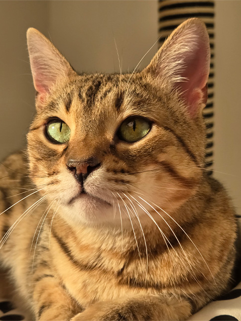 Close up of a cat's face is seen and the details remain clear when captured in zoom.