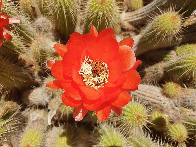 Photo captured by Galaxy S10 plus of a bright red cactus flower that pops against the green of the cactus. An animated swipe shows how Scene Optimizer enhances the color and tone.