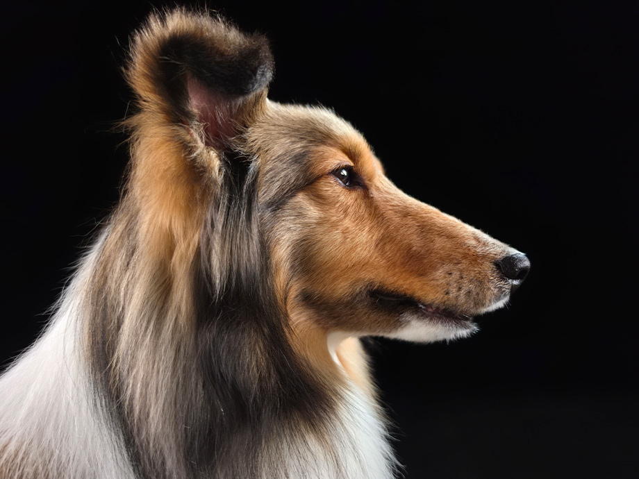 A portrait of a dog has been shot using Galaxy S26 Ultra's 200 MP camera. Texture and details remain true-to-life.